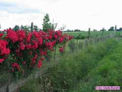 russi_15
