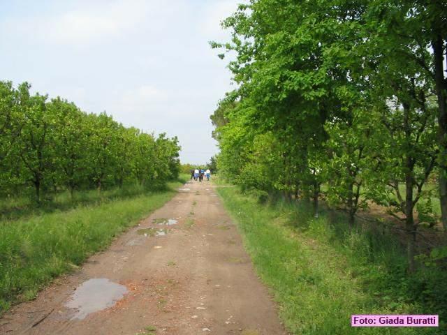 gb33