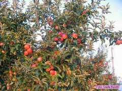 borgosisa_40
