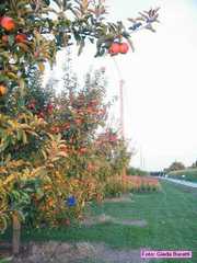 borgosisa_41
