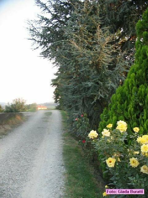 castelbolognese_2006_007
