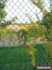 castelbolognese_2006_009