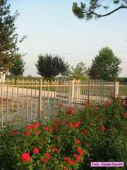 castelbolognese_2006_010