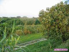 castelbolognese_2006_016