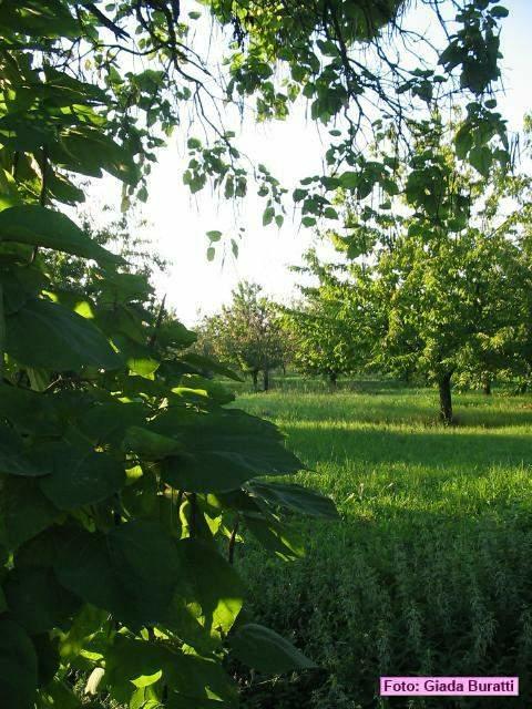 castiglione_14