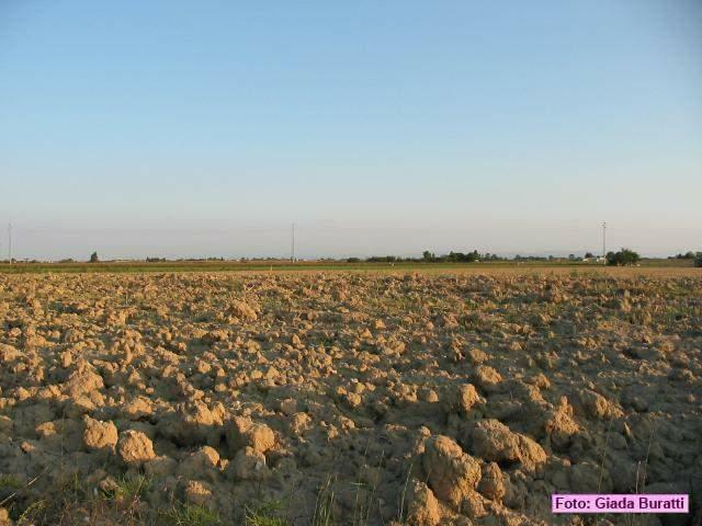 castiglione_23
