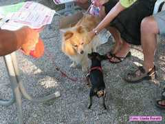 castiglione_02