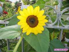 castiglione_09