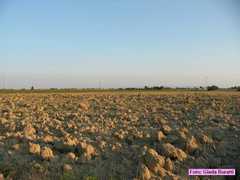 castiglione_23