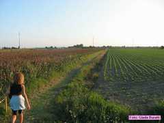 castiglione_24