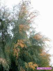 cotignola_056