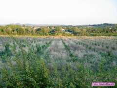 vecchiazzano_2006005