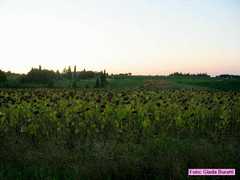 vecchiazzano_2006007
