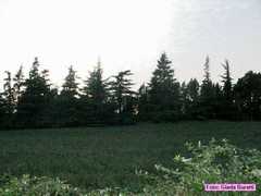 forlimpopoli_18