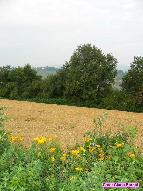 imola_015