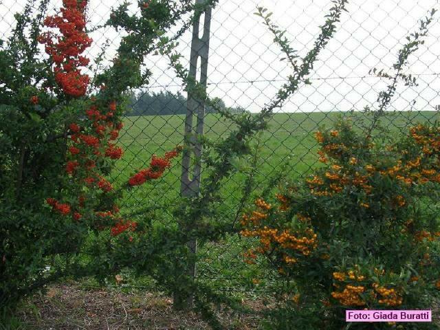 imola_017