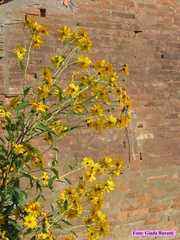 piangipane_30