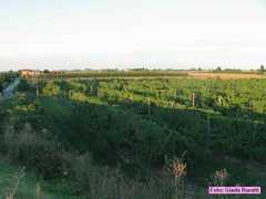solarolo_2006_009