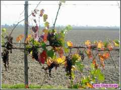 balia_05