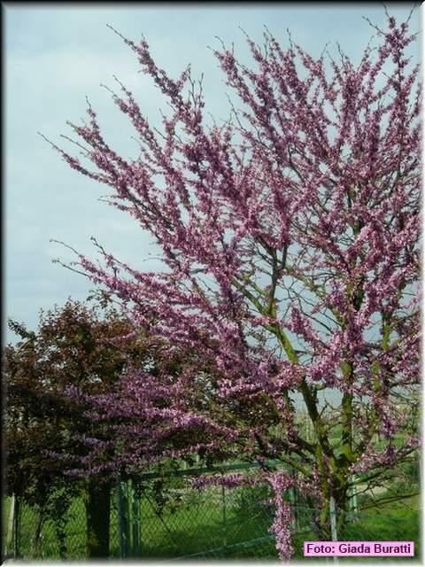 Alfonsine08_013