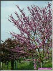 Alfonsine08_013
