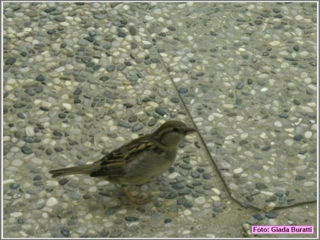 Cervia08_190