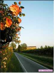 Maiano_18