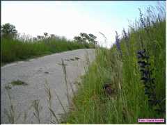 Pievecesato_010