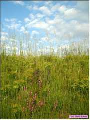 Pievecesato_027