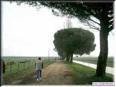 Bassette08_007