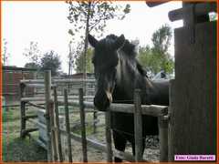 Mandriole08_11