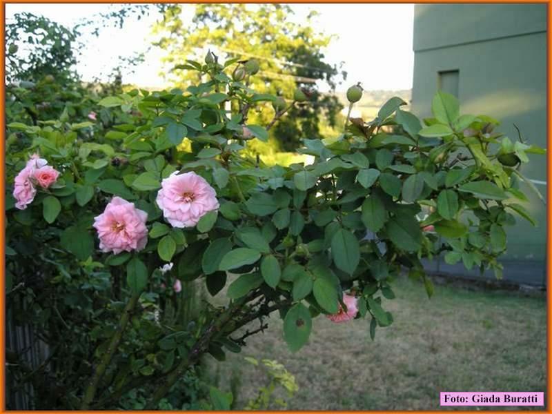 Sanvittore08_07
