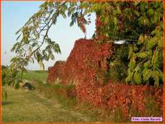 Savarna_022