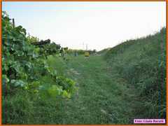 Vsmartino08_40