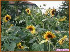 Vsmartino08_54