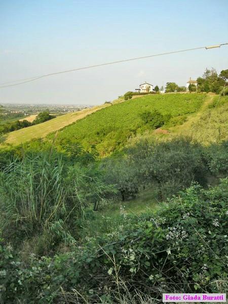Cesena09_038