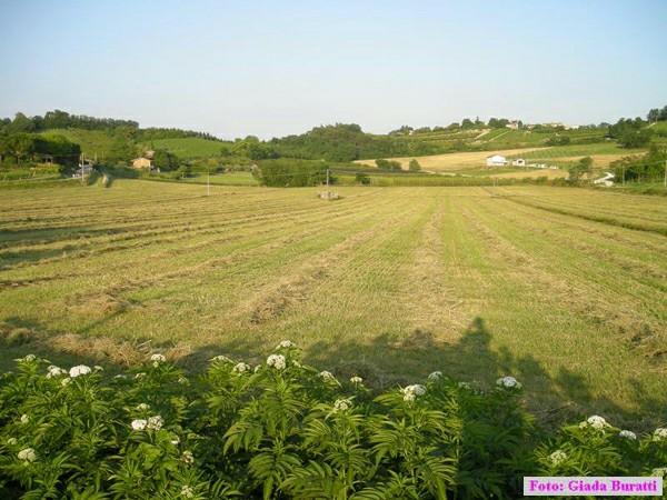 Cesena09_041